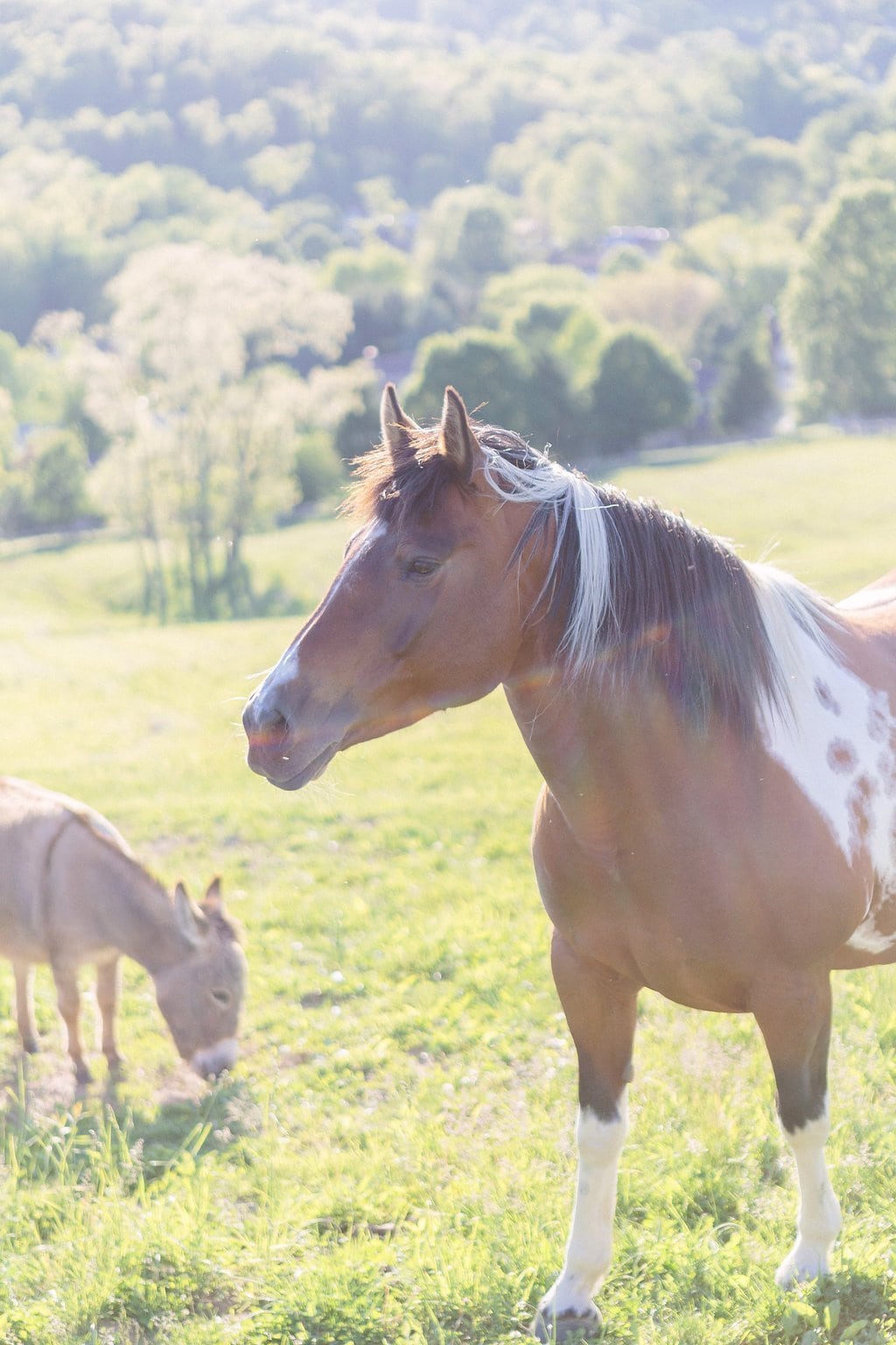Fine Art Wedding Photography, Pittsburgh Wedding Photography, Lauren Renee Photography bride and groom posting with a farm horse in a field