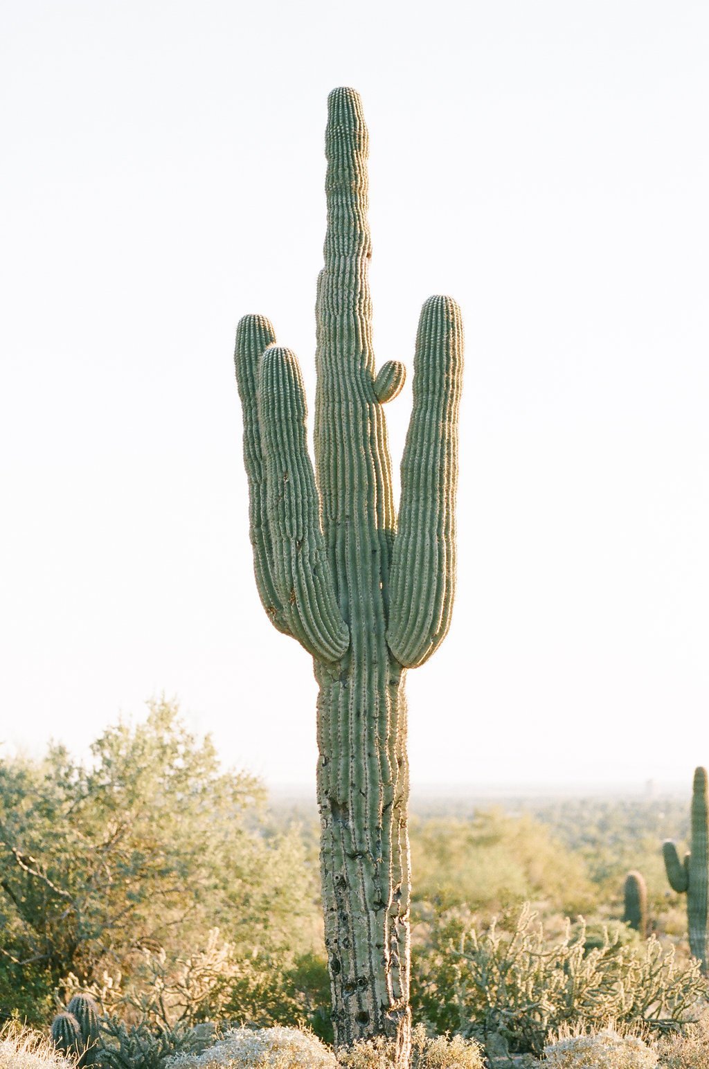 Shelby & Ethan, Arizona Engagement Session, Travel and Destination, Lauren Renee Photography Large cactus plant in the dessert