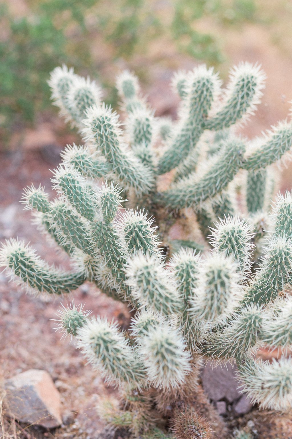Shelby & Ethan, Arizona Engagement Session, Travel and Destination, Lauren Renee Photography cactus plant in the dessert