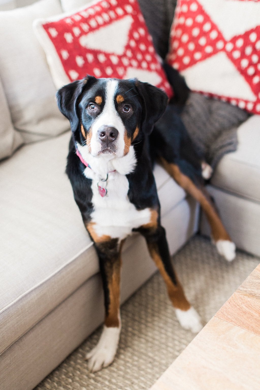 Dog Photography - Lauren Renee Photography swissy leaning on couch
