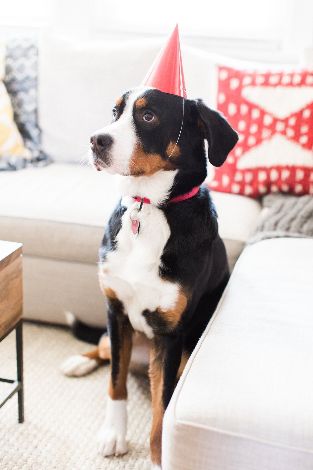 Dog Photography - Lauren Renee Photography Swissy sitting near couch wearing red party hat