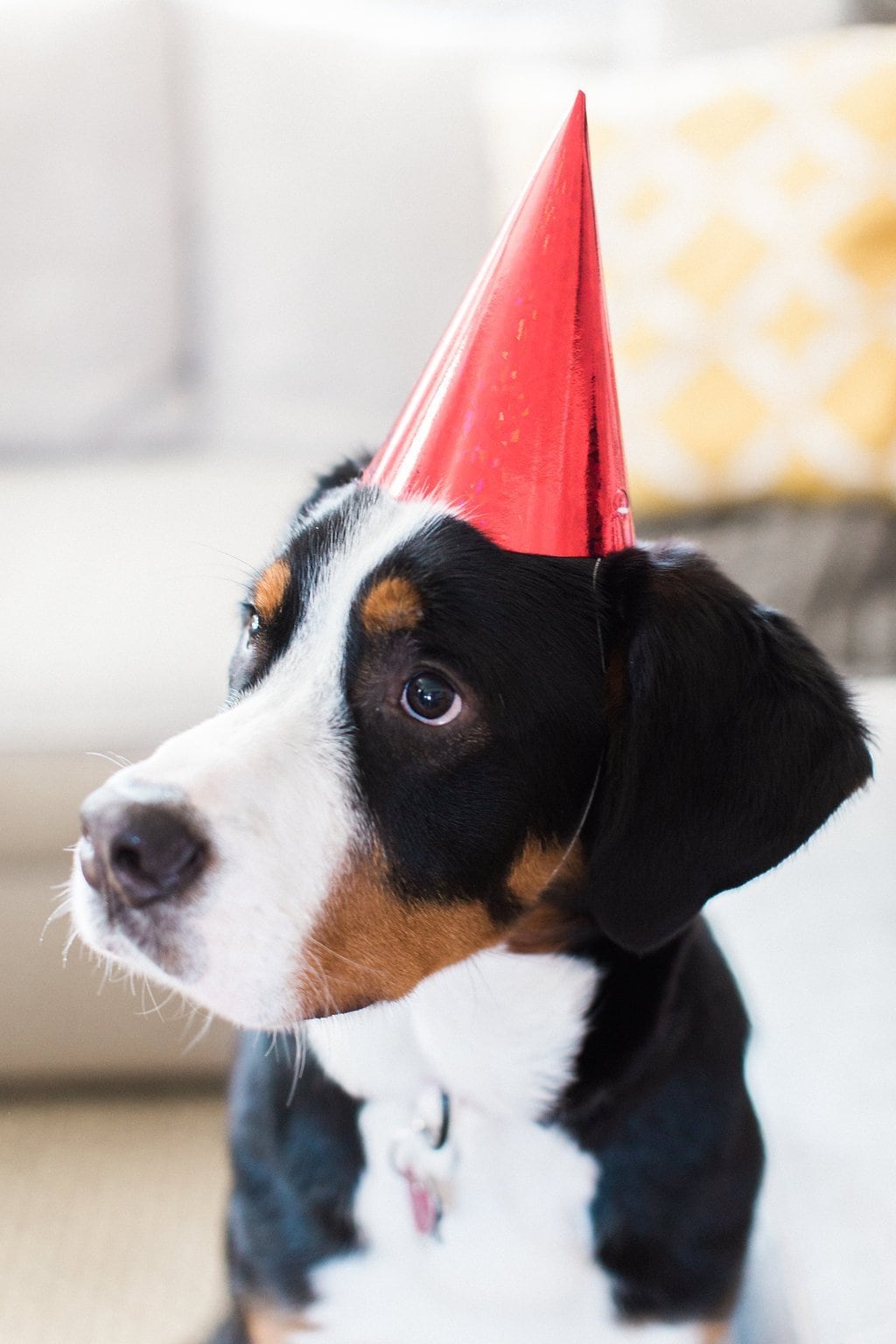 Dog Photography - Lauren Renee Photography swiss mountain dog posing for birthday portraits