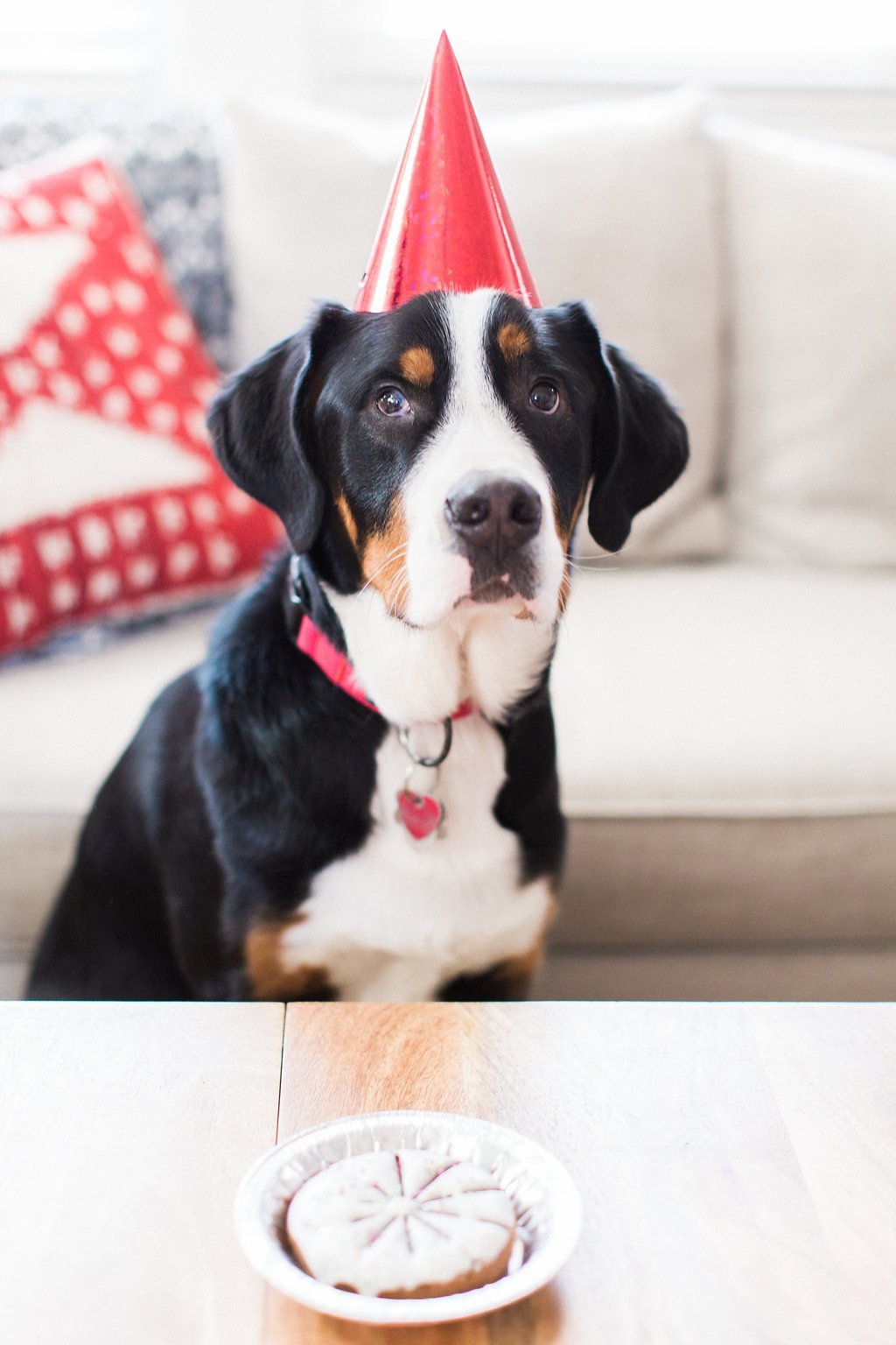 Dog Photography - Lauren Renee Photography Bernese mountain dog wearing red cone birthday hat