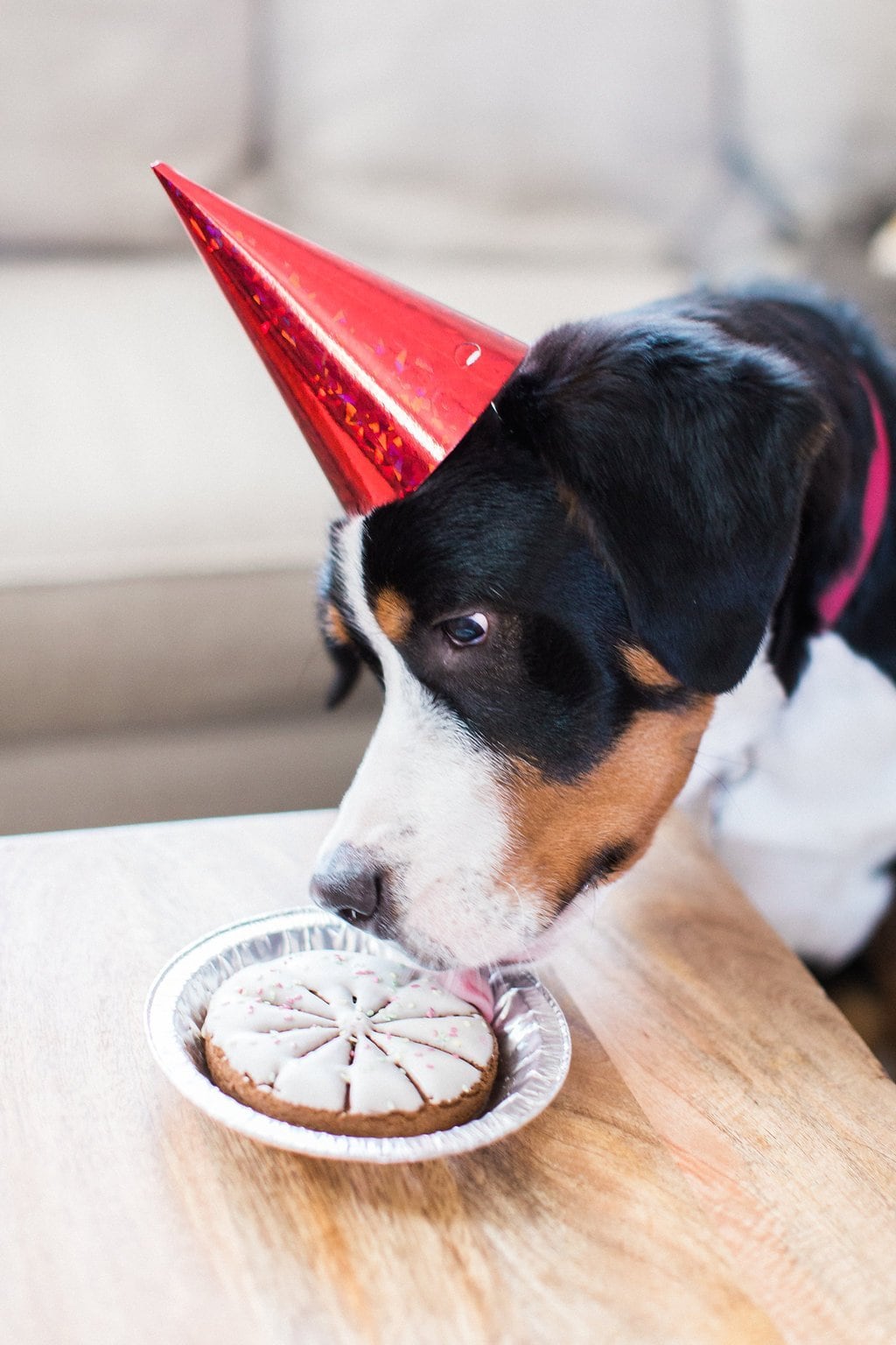 Dog Photography - Lauren Renee Photography Greater Swiss Mountain dog eating birthday cake with red cone hat