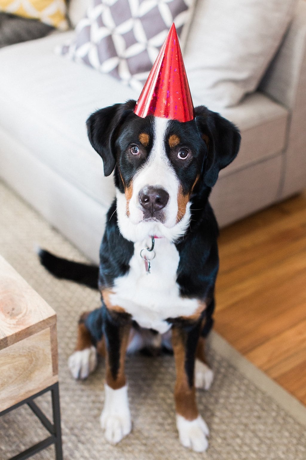 Dog Photography - Lauren Renee Photography Greater Swiss Mountain Dog wearing red party hat Rookie the Swiss Mix