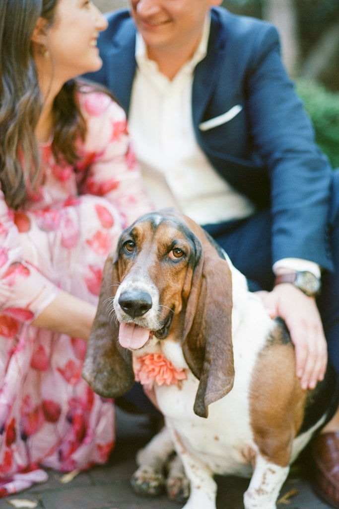 Hound dog and couple during engagement photos at the Carlyle House