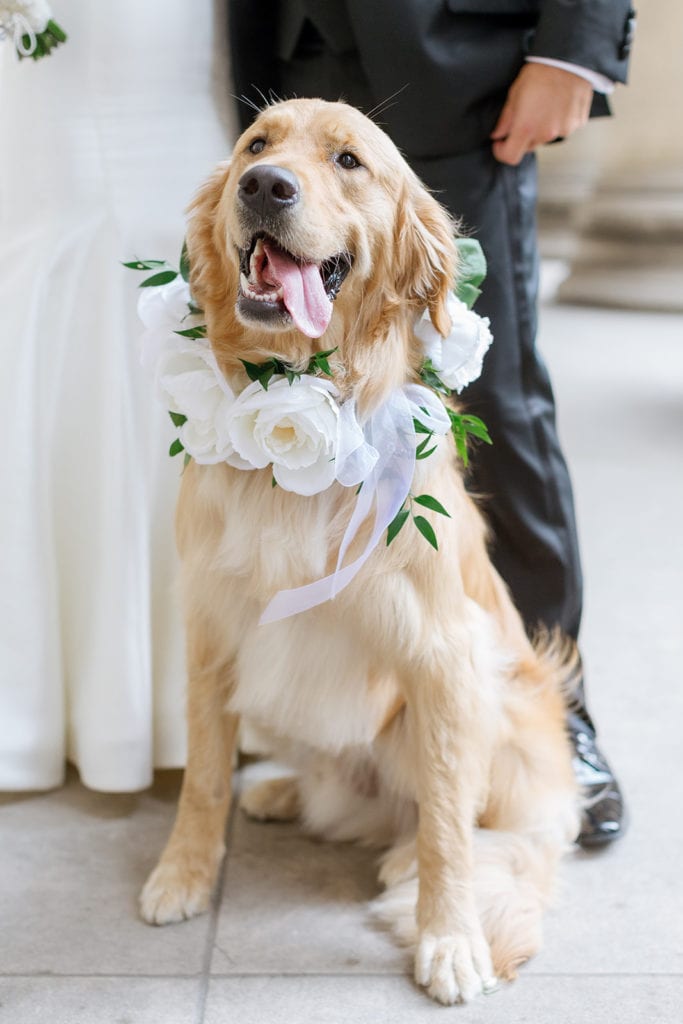 Floral dog collar for wedding: Timeless Blush and Gold Wedding at The Pennsylvanian by Lauren Renee Photography