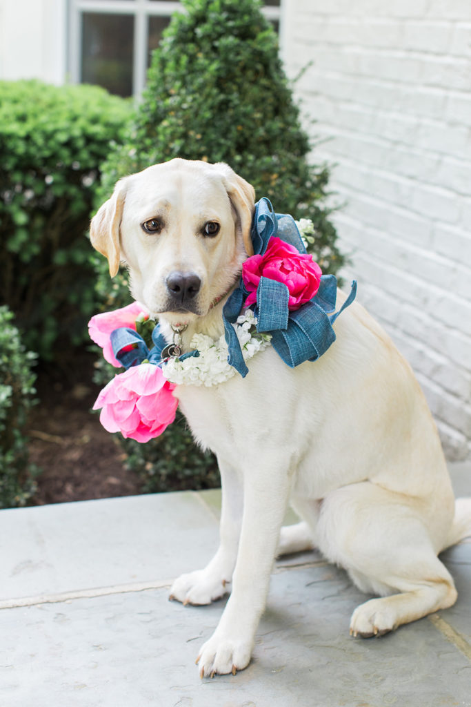 Floral wedding dog collar: Black Tie Fox Chapel Golf Club Wedding captured by Pittsburgh wedding photographer Lauren Renee