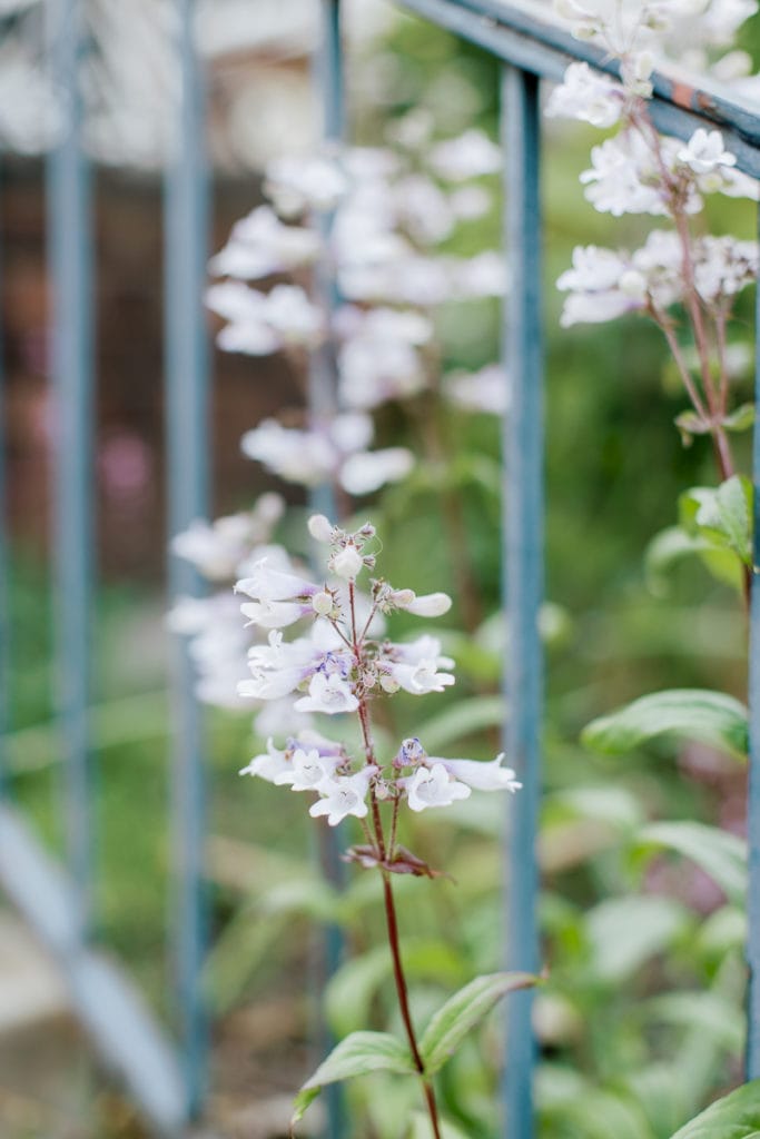 wrought iron railing with light purple flowers intertwined