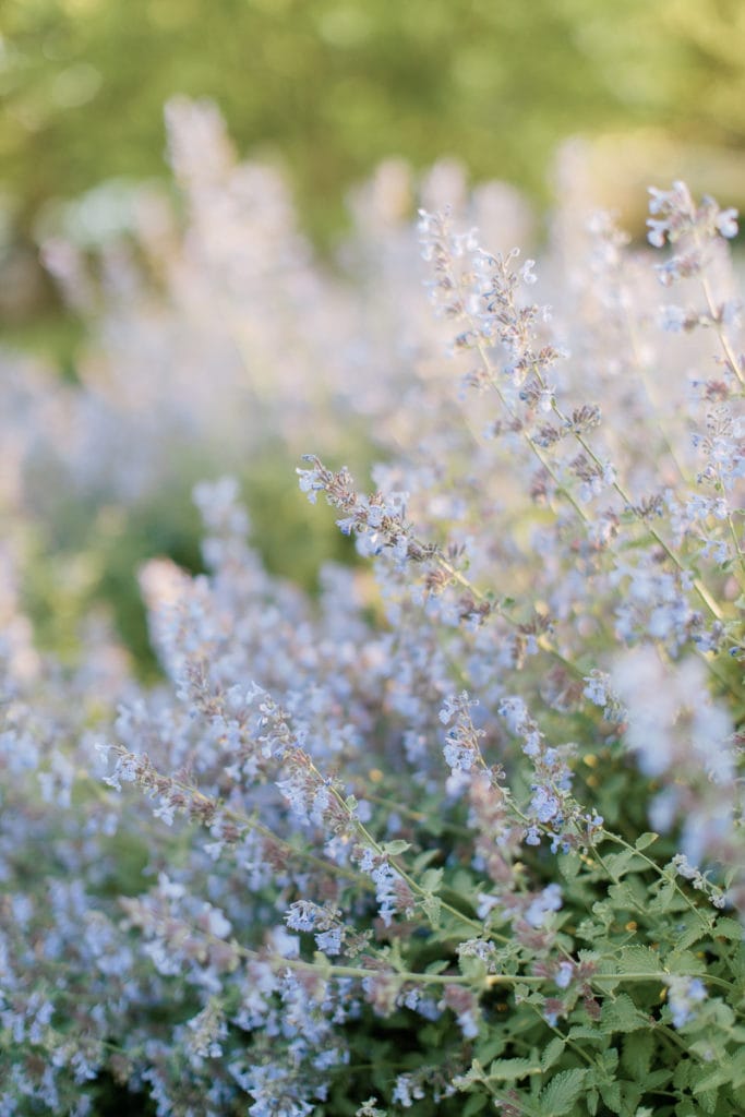 close up of lavender bushes: outdoor newborn session