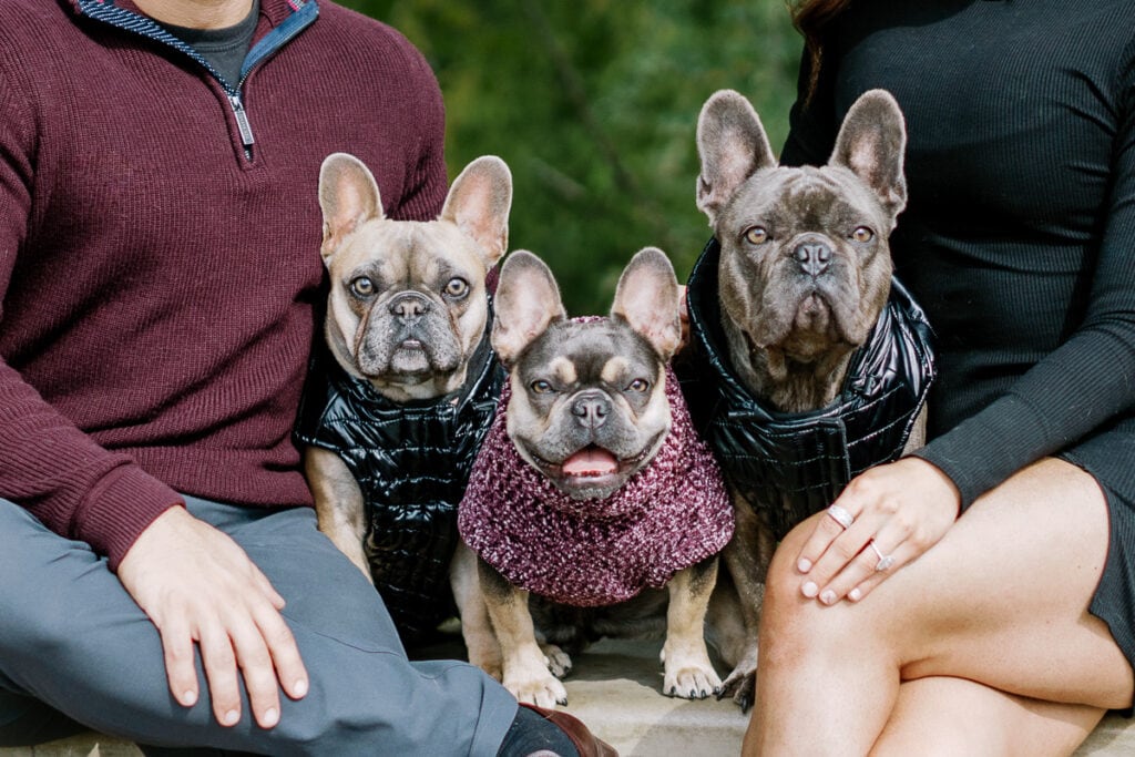 Three french bull dogs wearing coats