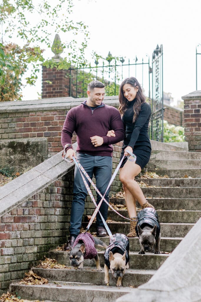 Mom and dad walking their three french bull dogs