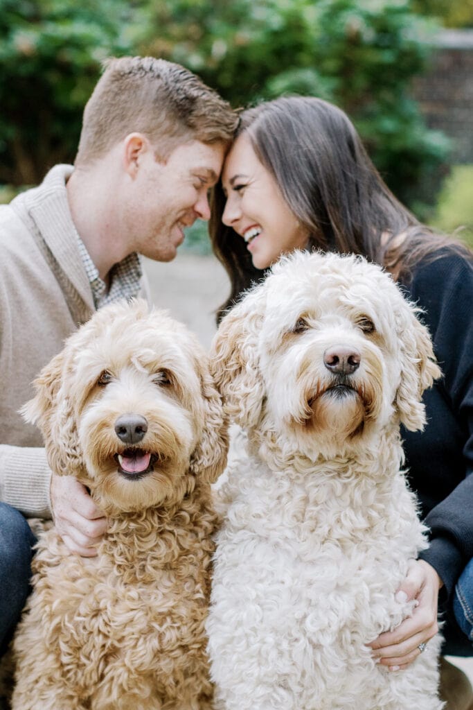 Labradoodle and golden doodle posing with their parents mini sessions at Mellon Park