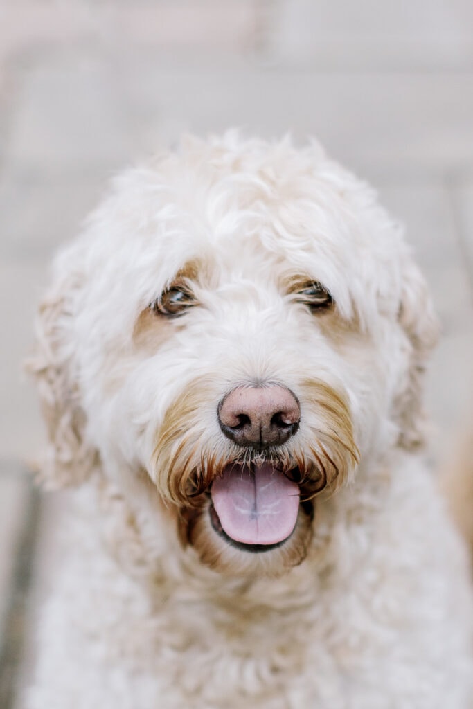 White golden doodle