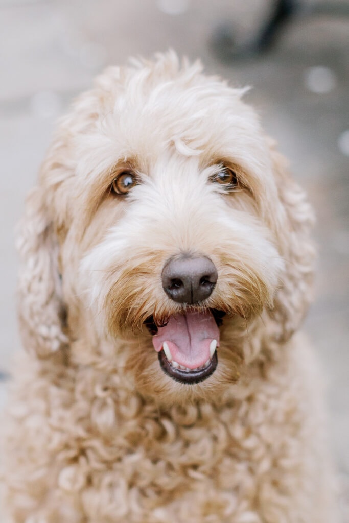 Tan labradoodle