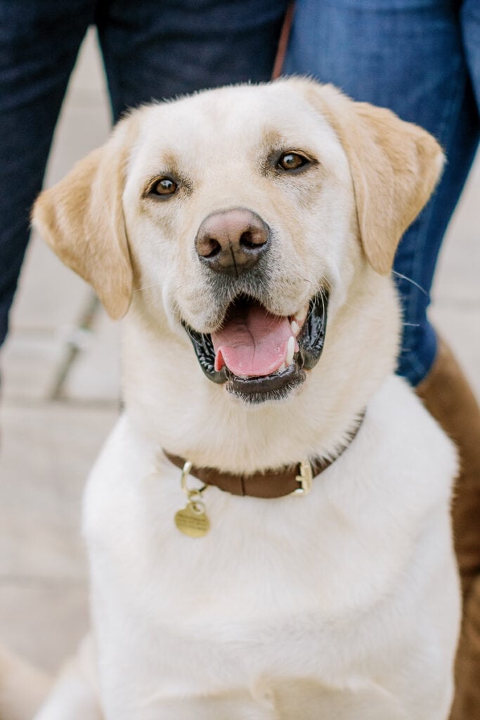 Golden retriever smiling mini sessions at Mellon Park