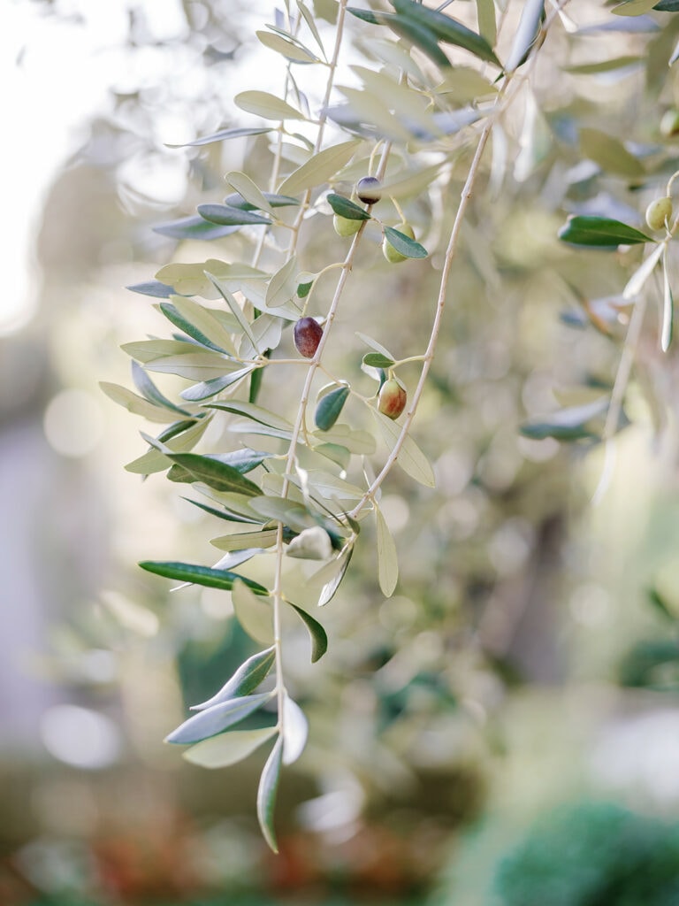 Fine Art Wedding Photographer Lauren Renee